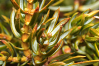 Juniperus communis Juniperus communis